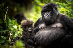 congo gorilla trekking vs rwanda gorilla trekking 1024x683
